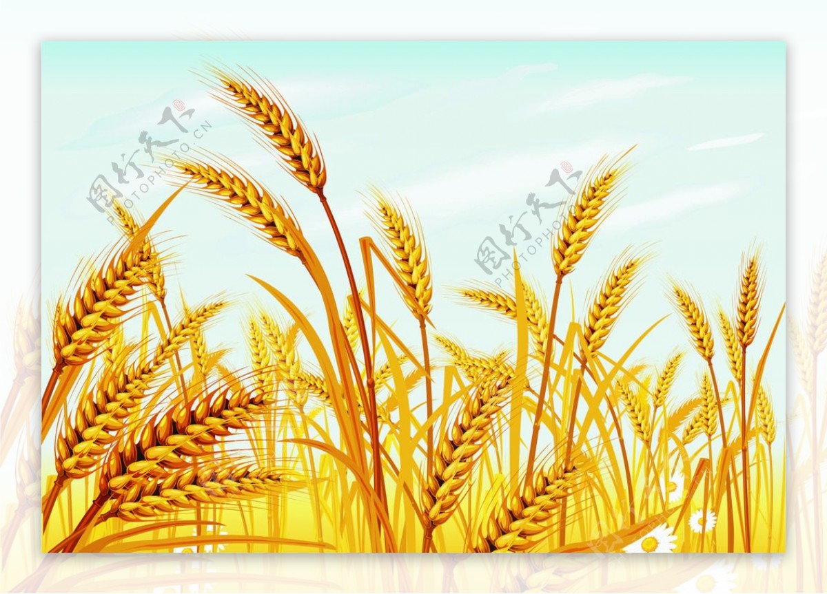 金黄小麦矢量图