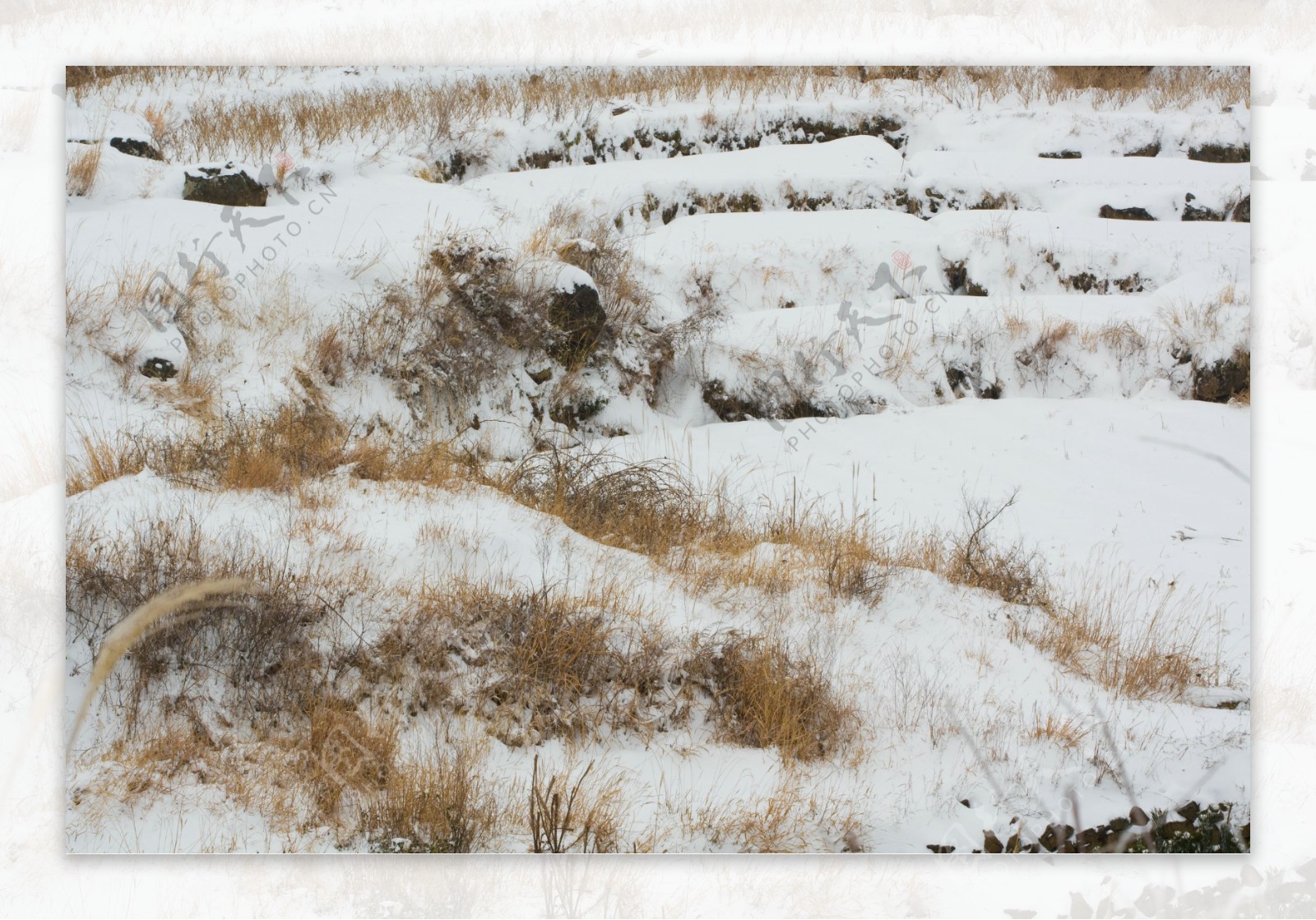 长枯草的山区雪地图片