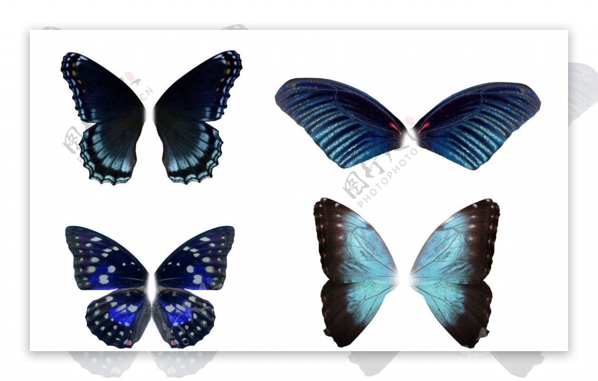 四款高精度蓝色蝴蝶翅膀
