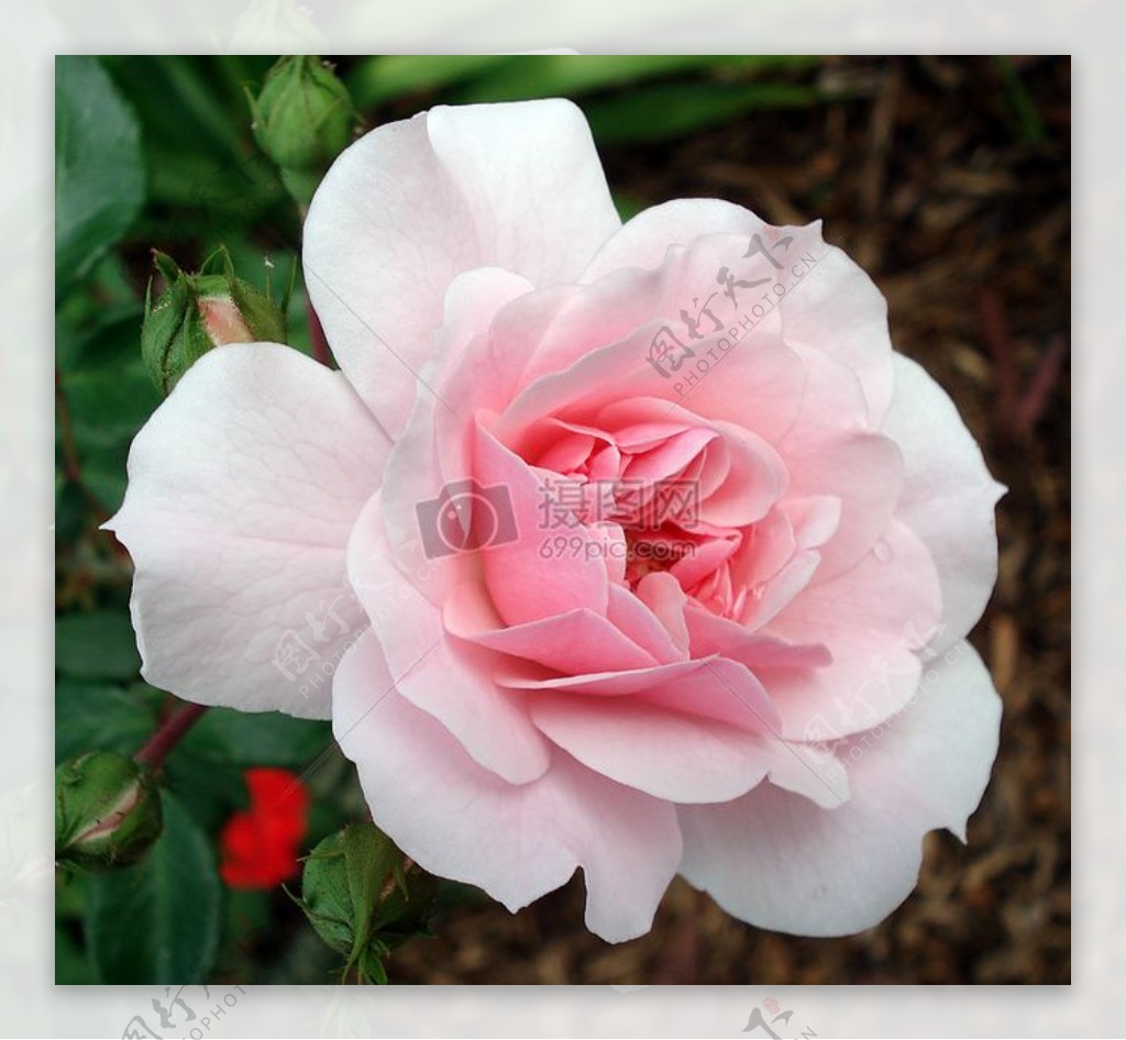浅粉色的玫瑰花