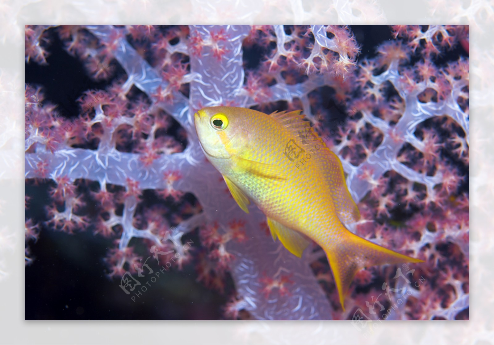 黄色鱼类与珊瑚图片