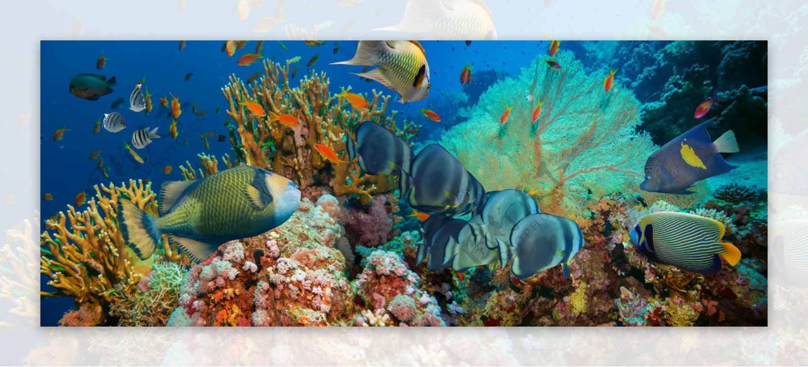 海底珊瑚海鱼图片