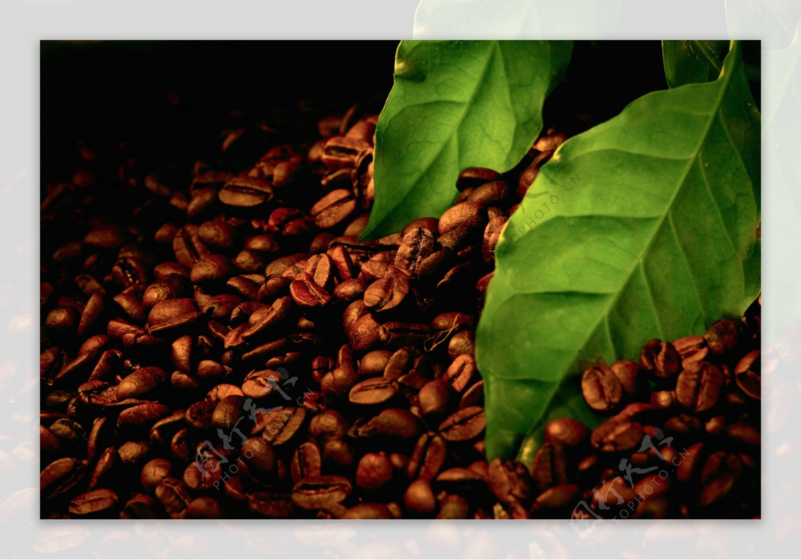 咖啡豆与叶子图片