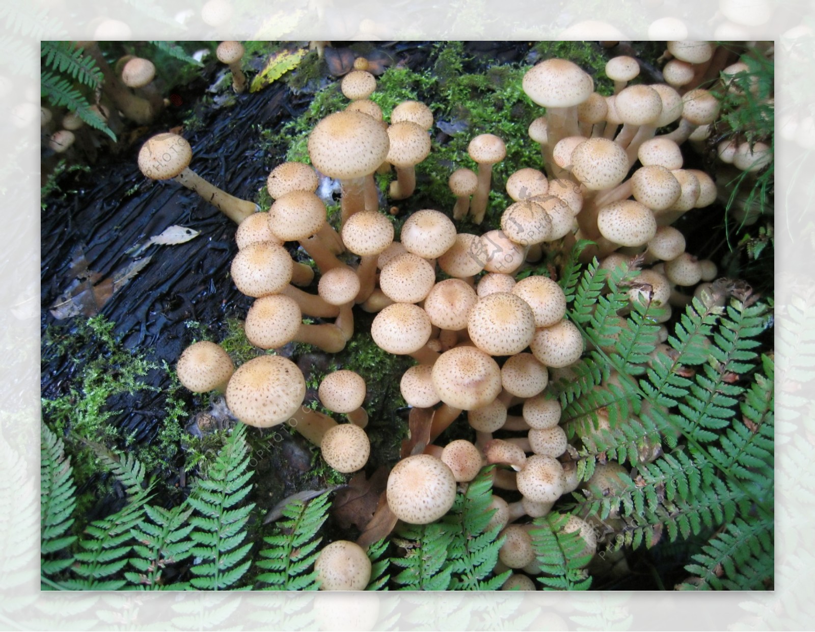 香菇菌类图片