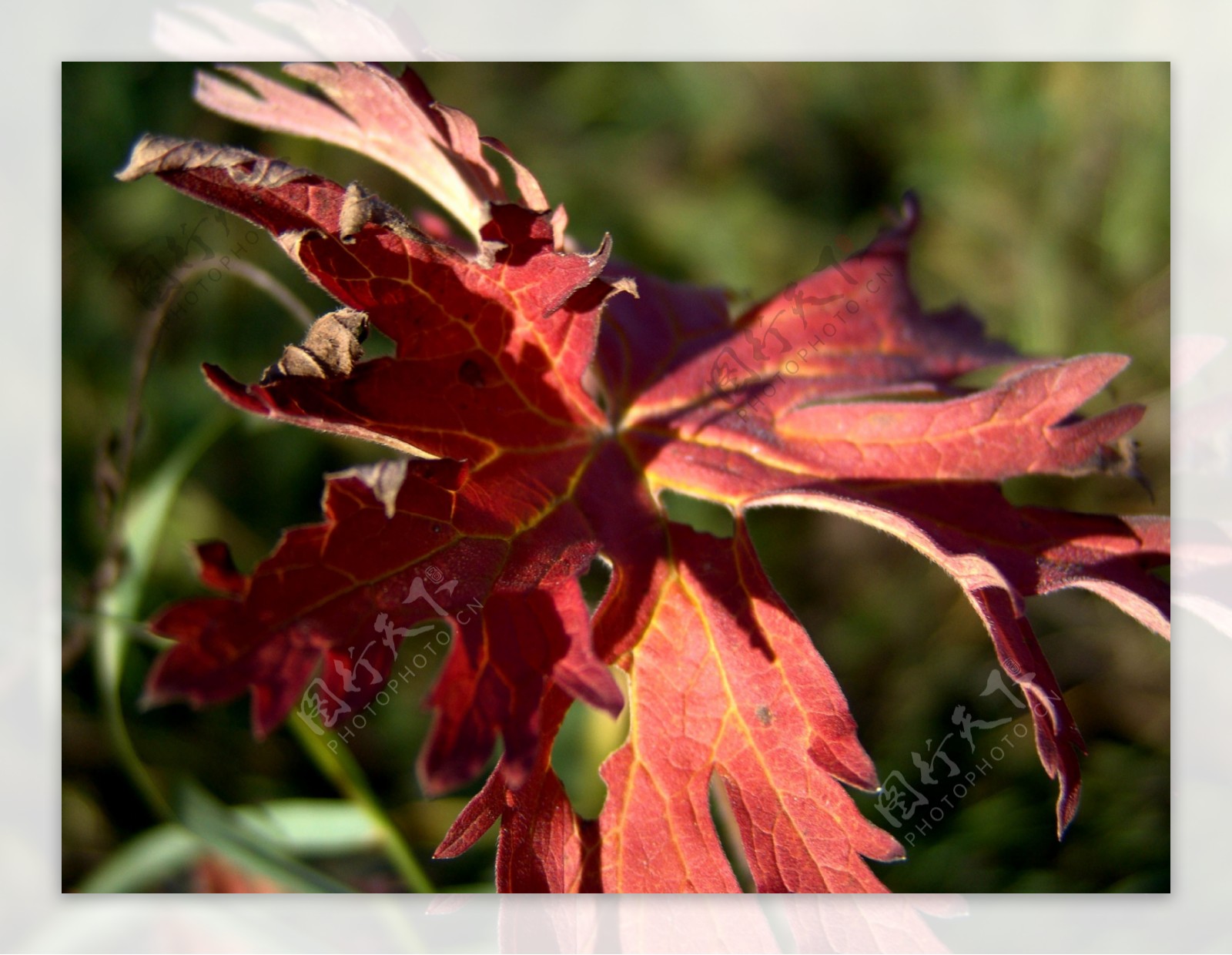 秋天红色枫叶图片