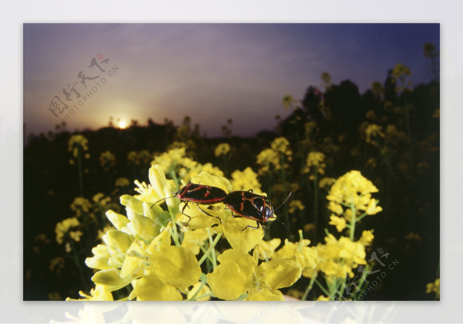 油菜花上的昆虫摄影