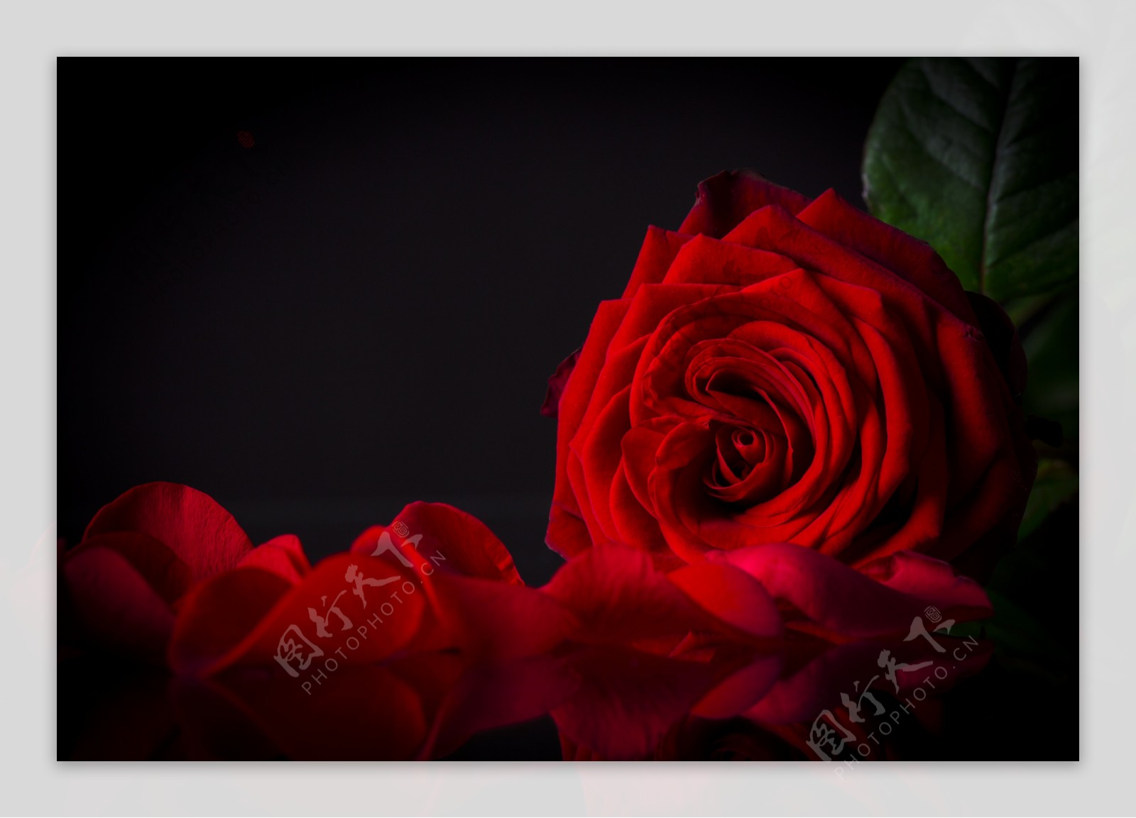 红色玫瑰花和花瓣