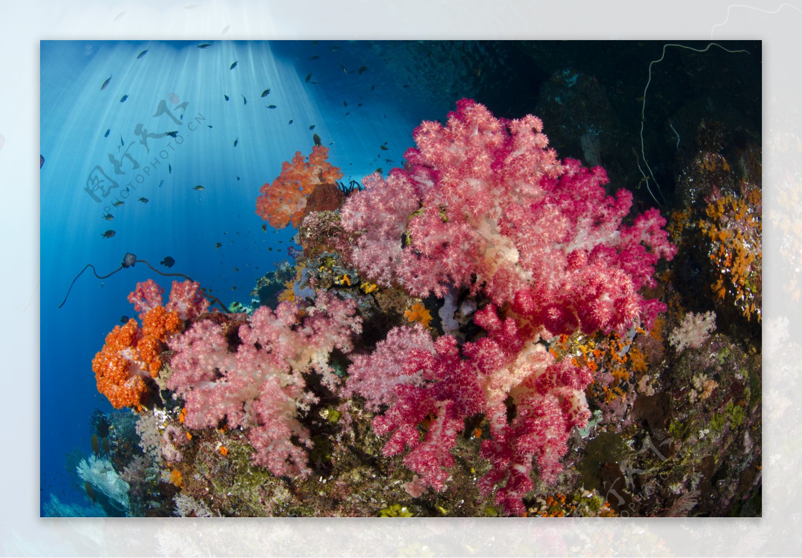 美丽珊瑚摄影