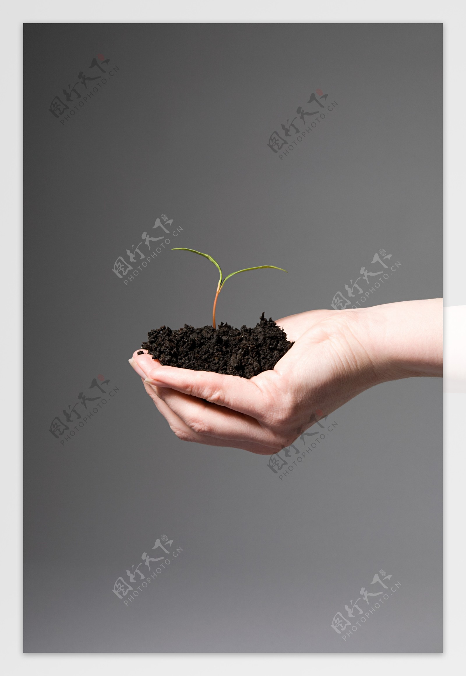 手捧土壤中的嫩芽图片