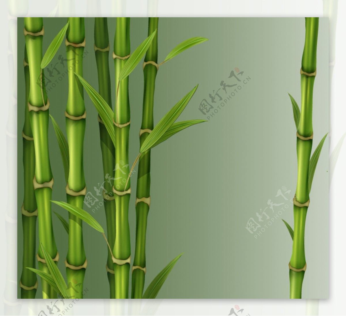 精美绿色竹子