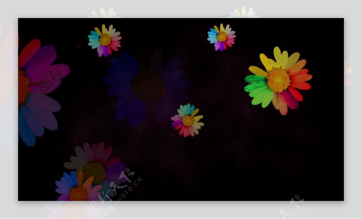 抽象花瓣视频背景