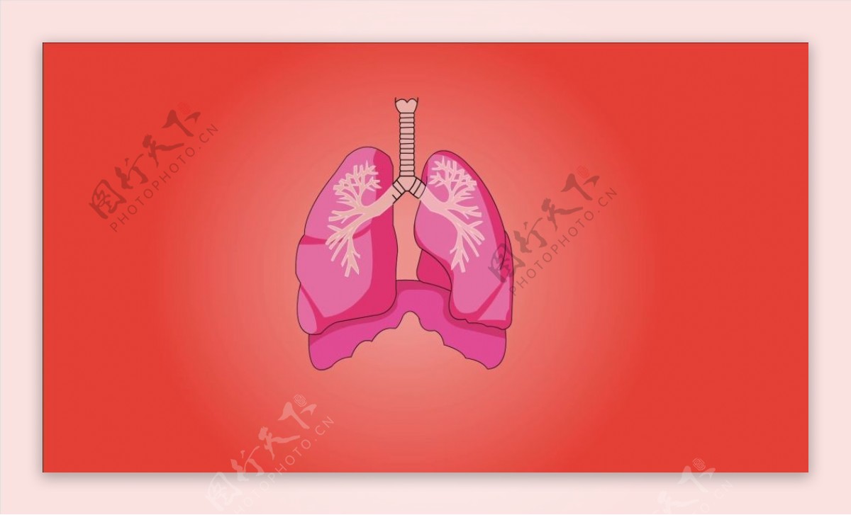 人物器官肺视频