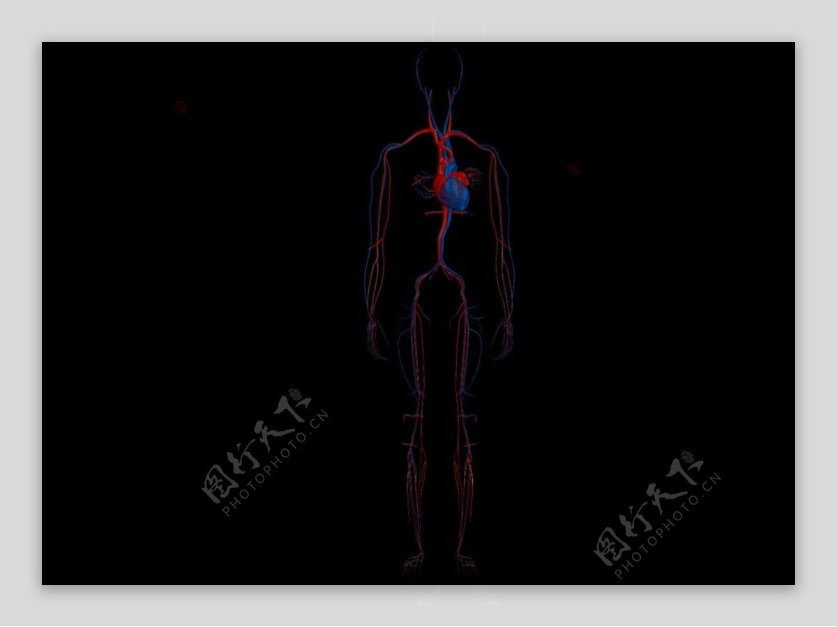 医学X射线人身体解剖学视频素材