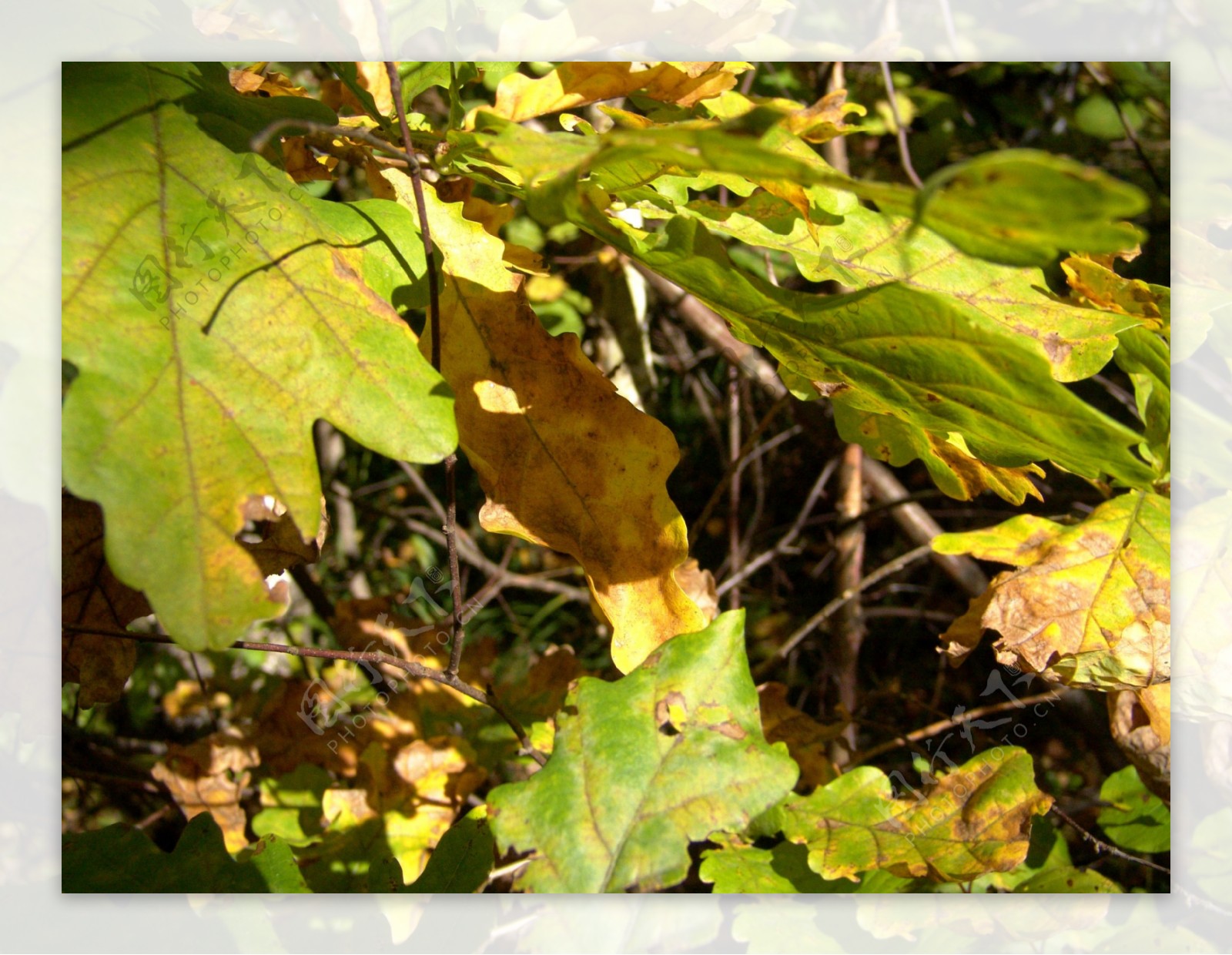 秋天树叶摄影