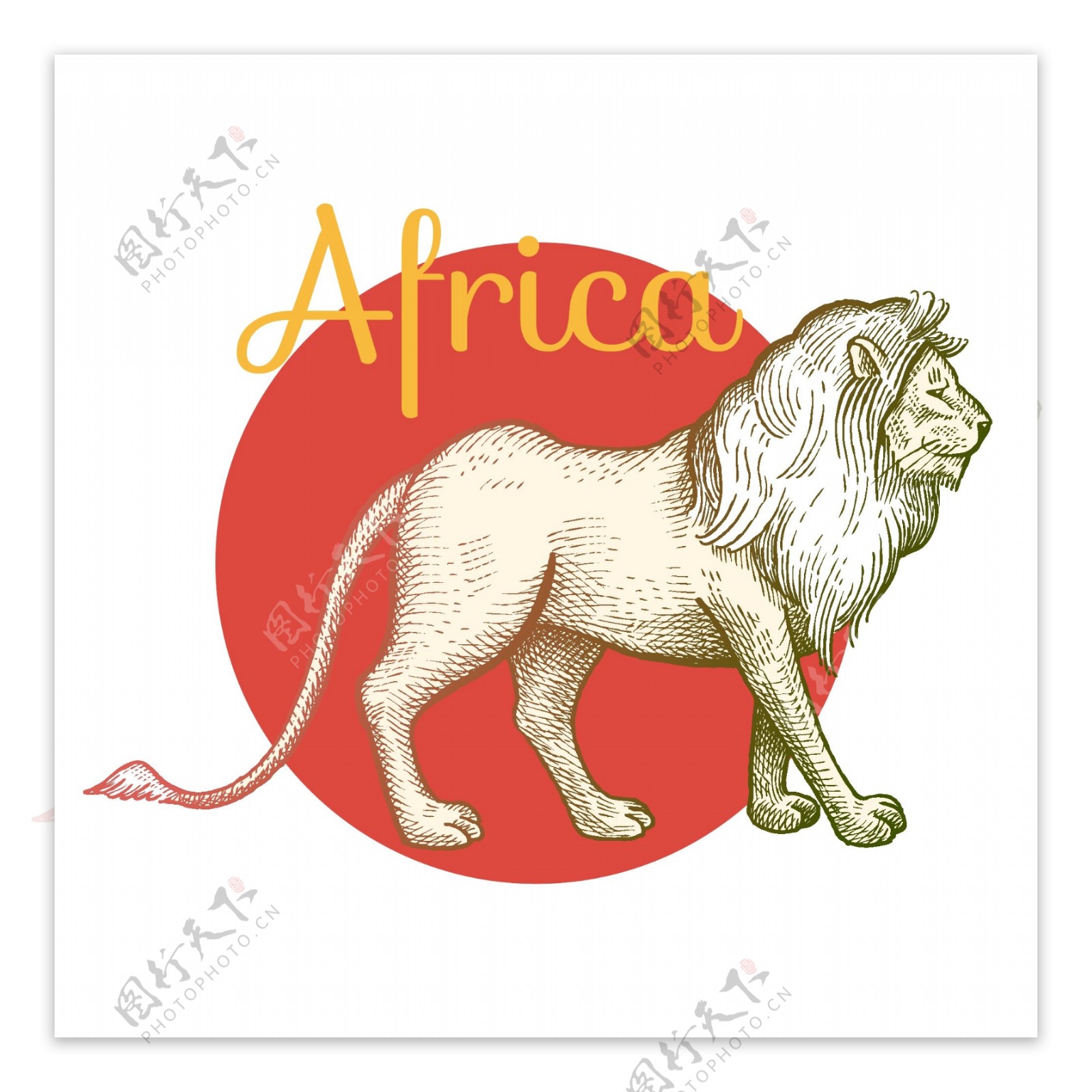 手绘非洲狮矢量素材下载