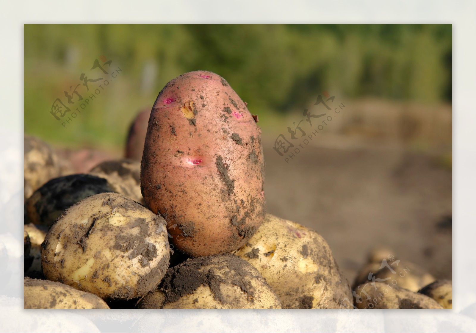 带泥的土豆图片