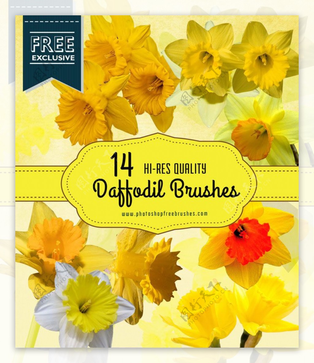 14种漂亮的水仙花Photoshop花朵笔刷下载
