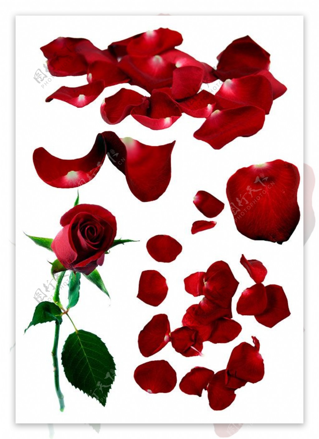 浪漫红色玫瑰花图片psd分层素材下载