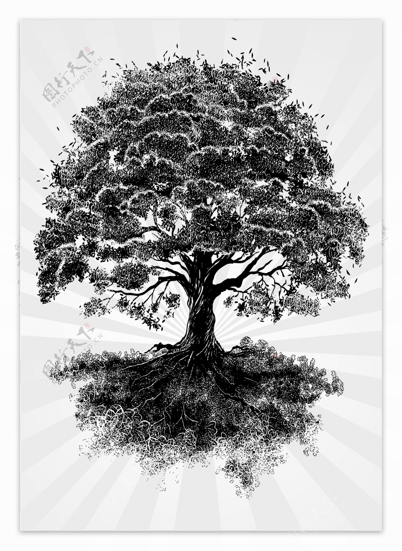 黑白树木图片