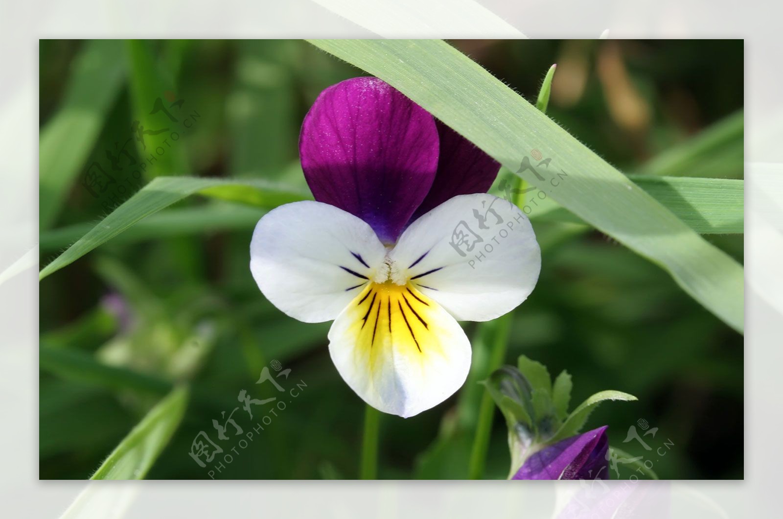 位图植物花朵写实花卉兰花免费素材