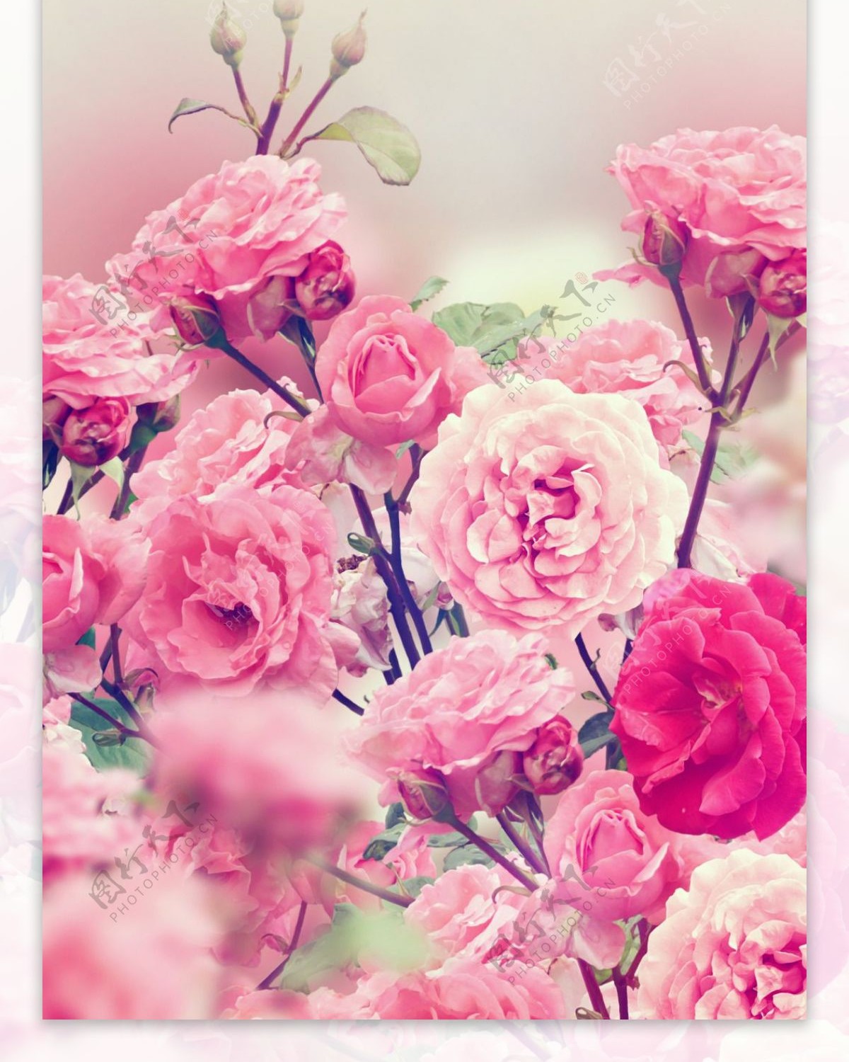 粉红花朵展板背景