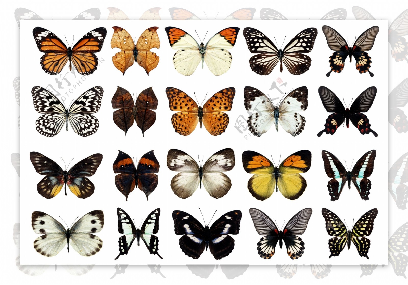 100种蝴蝶PSD分层清晰2
