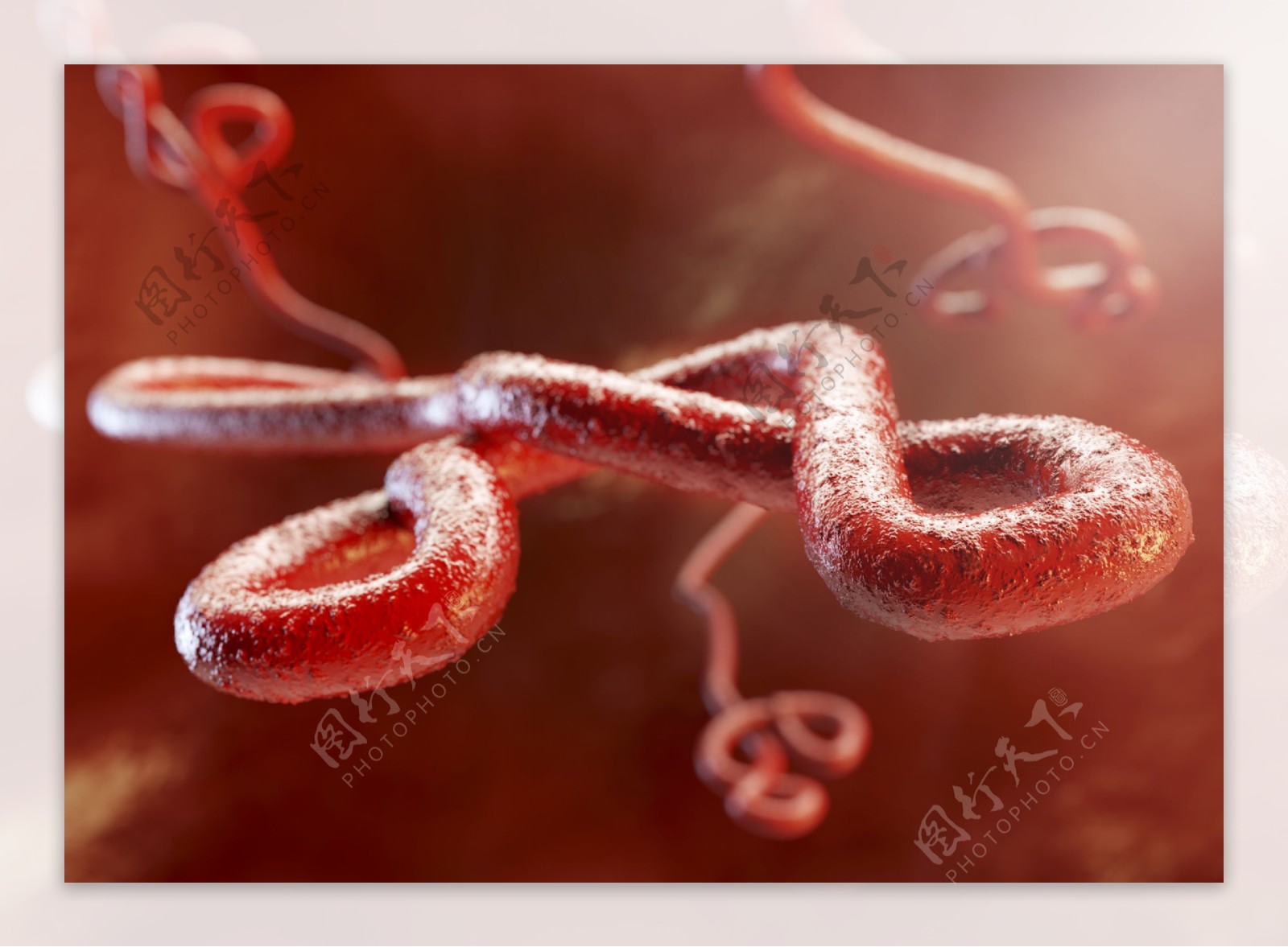 埃博拉病毒结构图片