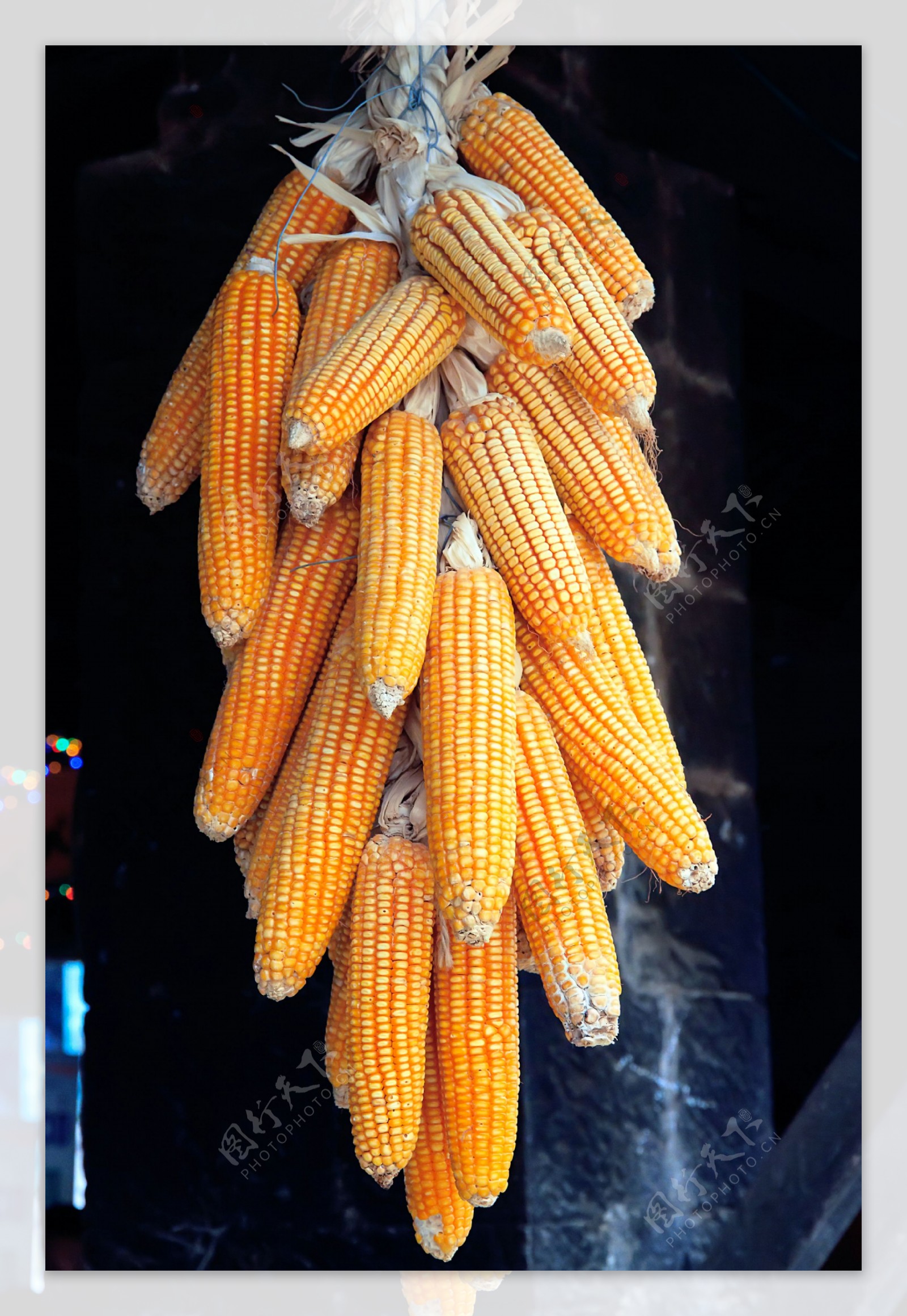 一串玉米图片