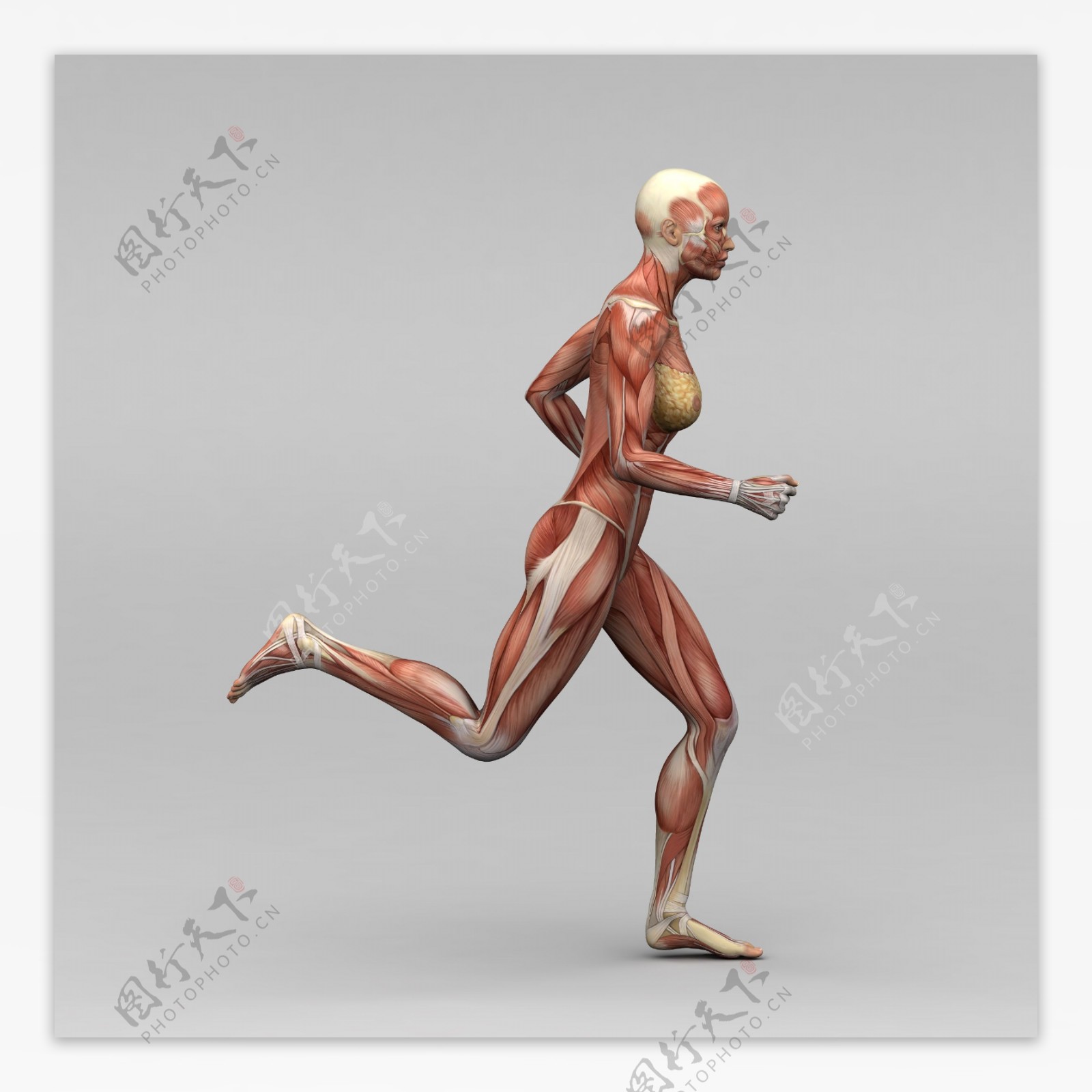 跑步动作的肌肉组织图片