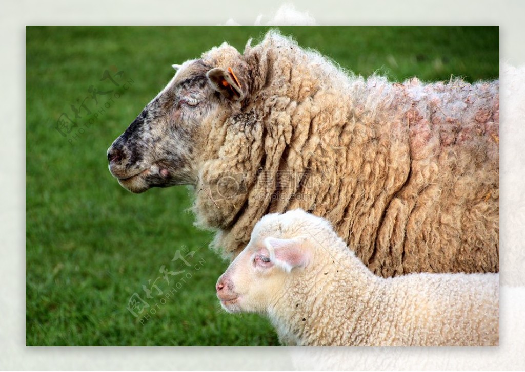 户外草地上的羊