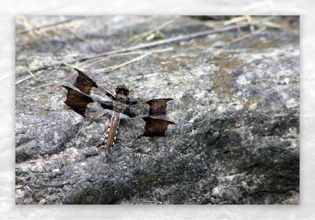 岩石上停留的蜻蜓