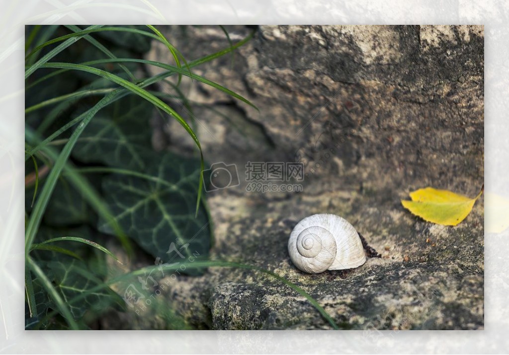 石头上的白色蜗牛