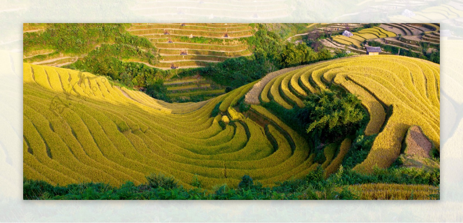 金色稻田风景景色图片