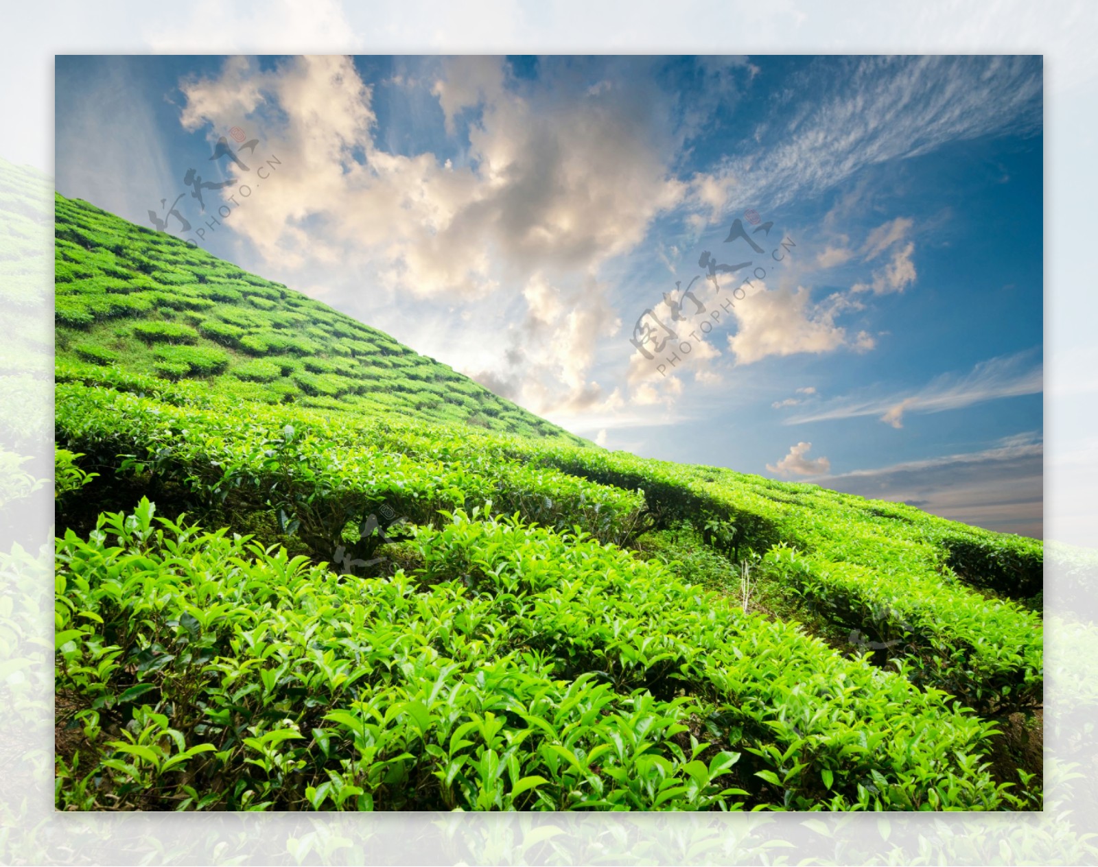 美丽绿茶风景图片