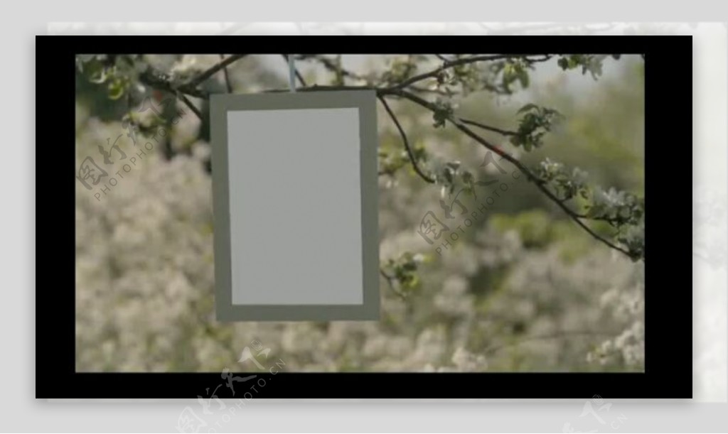 开满樱花的树上悬挂照片视频相册AE模板