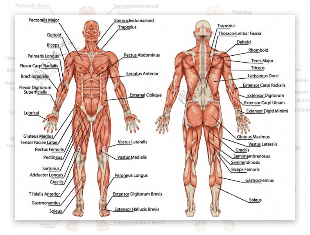 人体器官分布图与名称图片