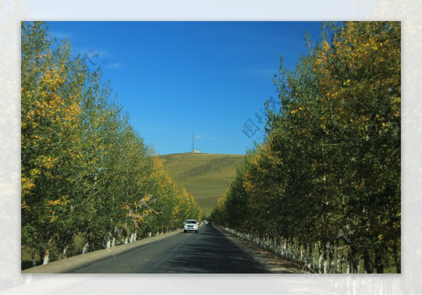 树木公路上的轿车图片