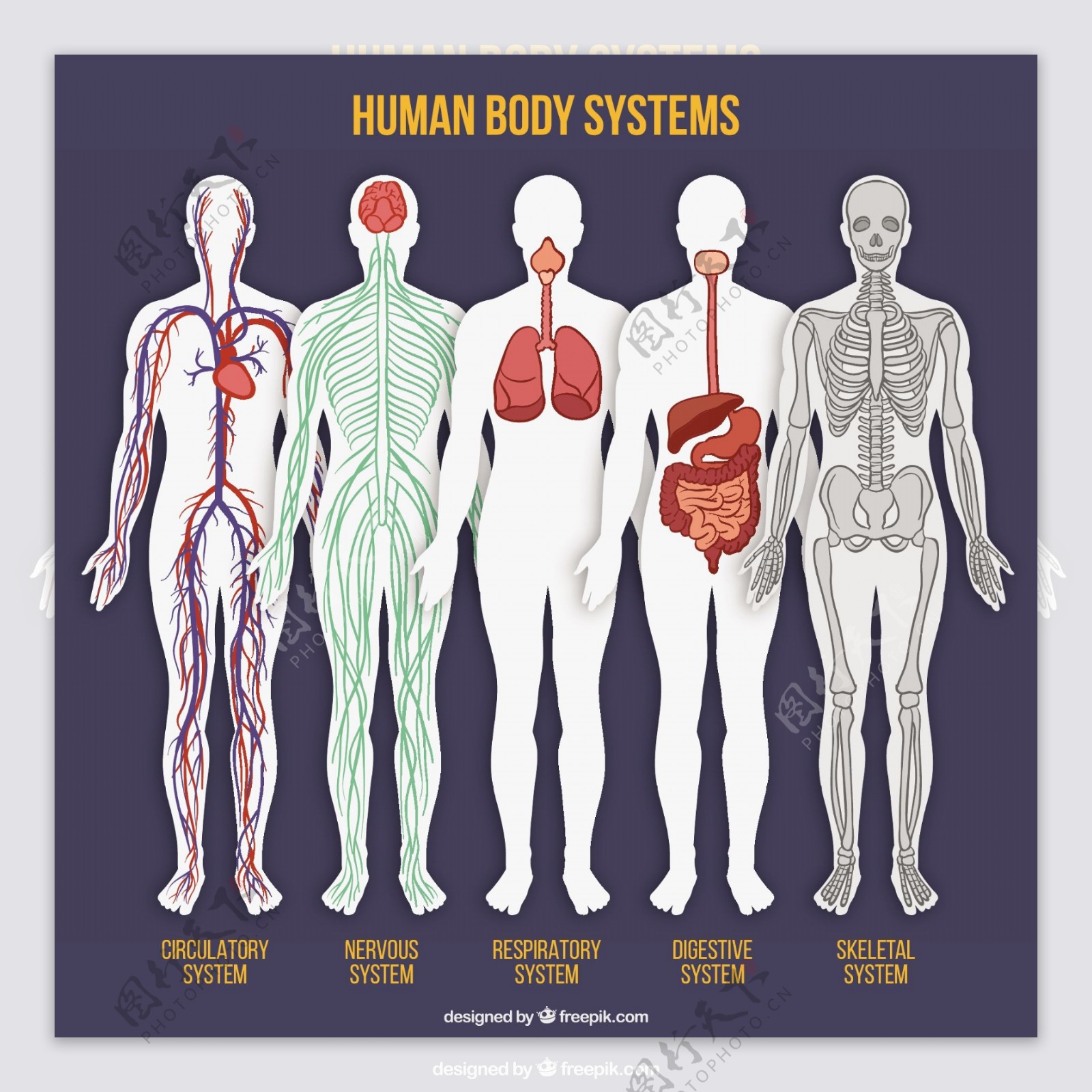人体系统图片素材-编号38212738-图行天下