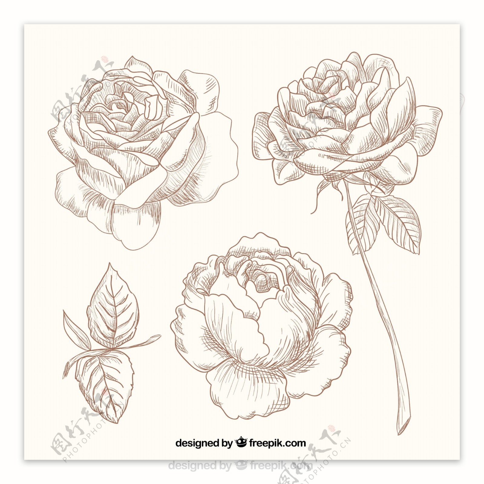 高清手绘水彩玫瑰花矢量图片素材免费下载 - 觅知网