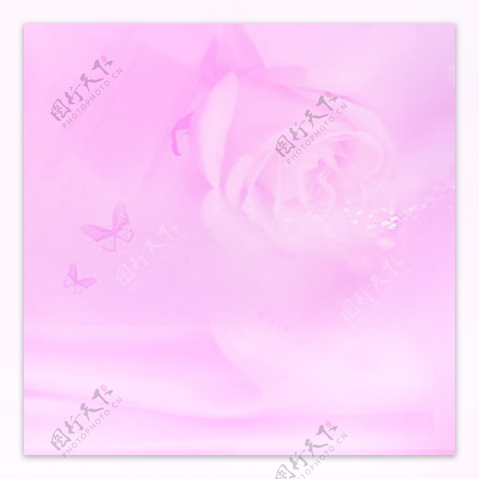 紫玫瑰,高清图片 - 壁纸更好