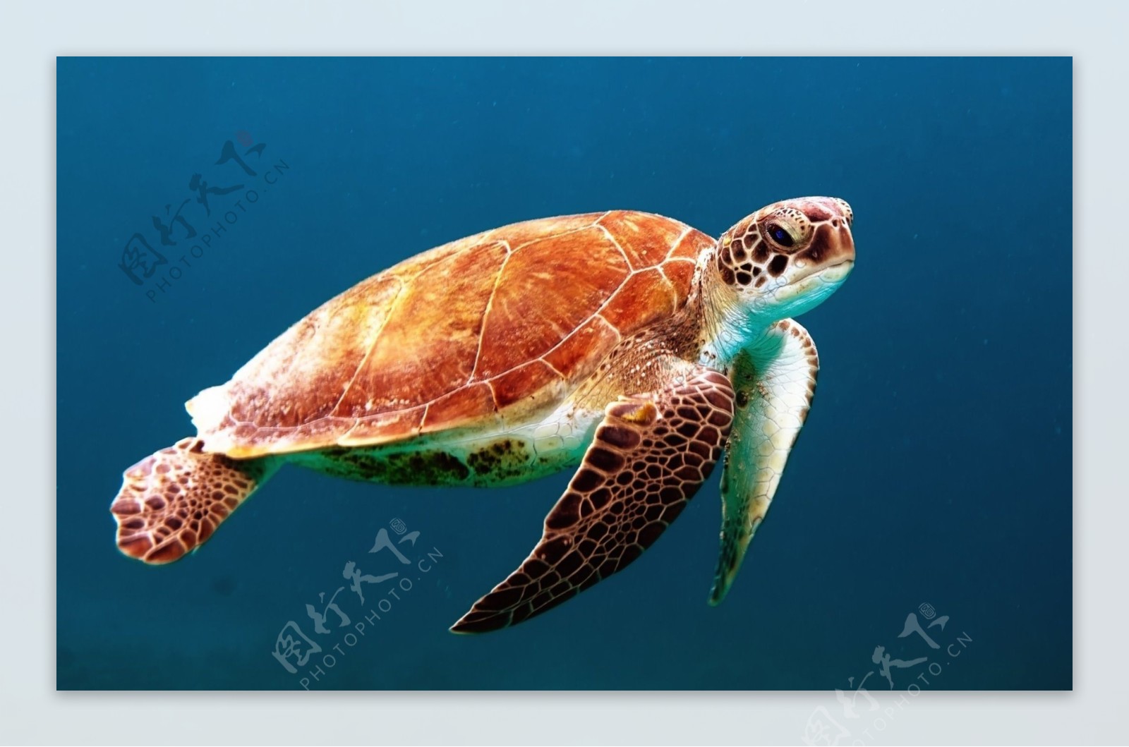 海洋生命乌龟