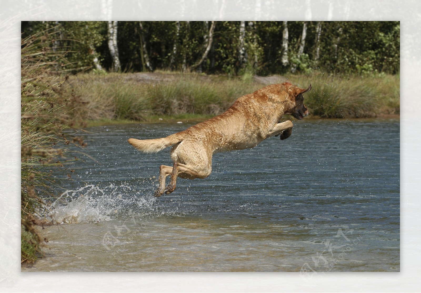 往水里跳的狗