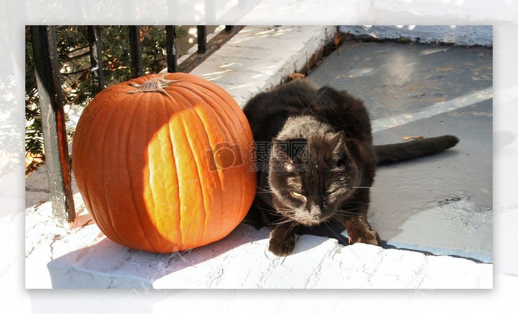 Halloweencat.jpg