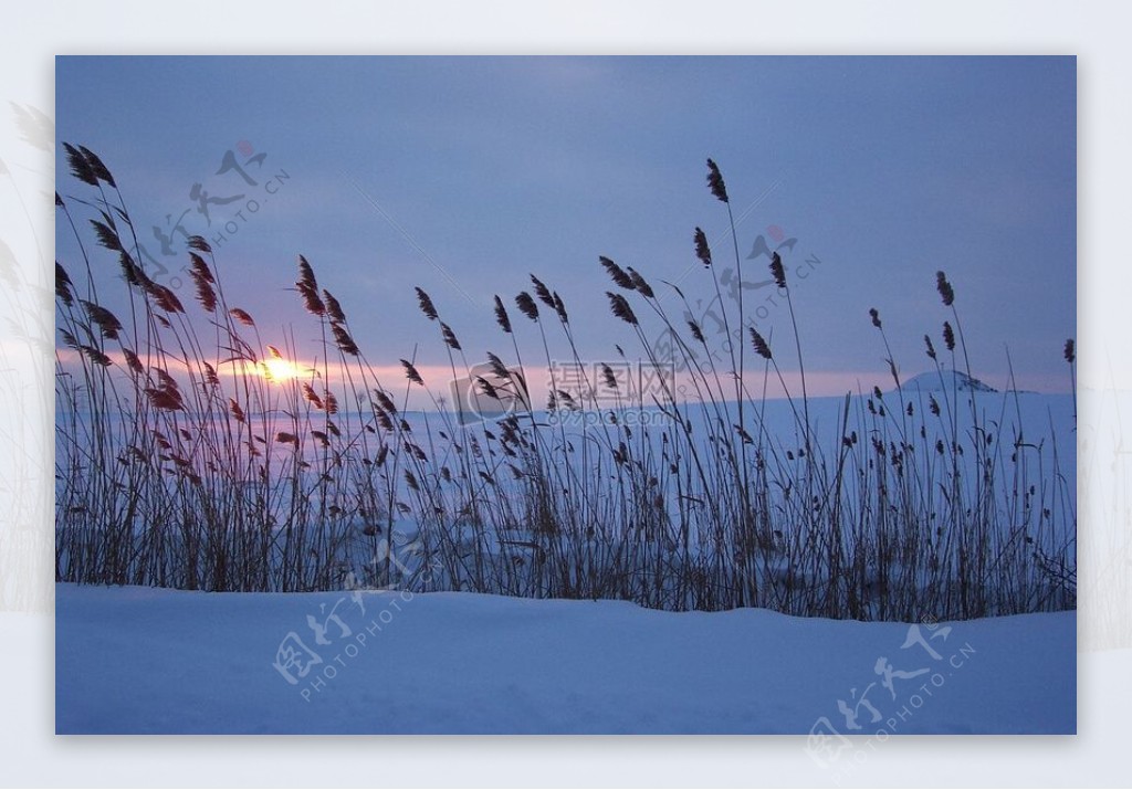 夕阳下的枯草