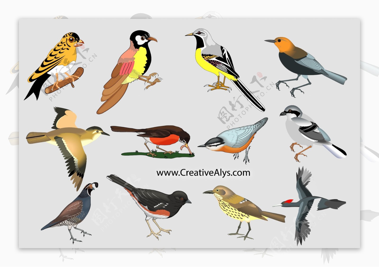 唯美真实的鸟系列标志矢量图标