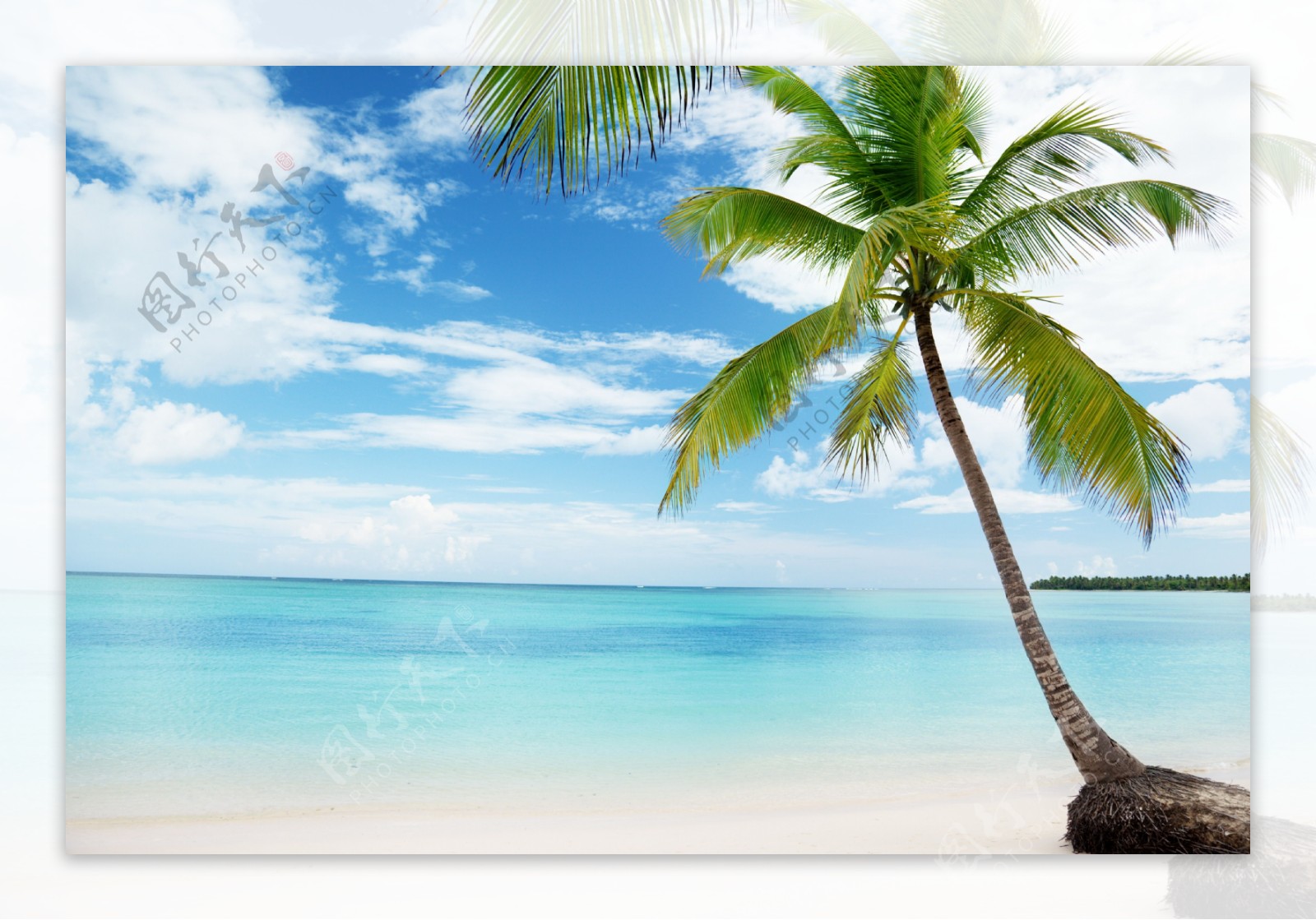 海景椰子树蓝色背景图片