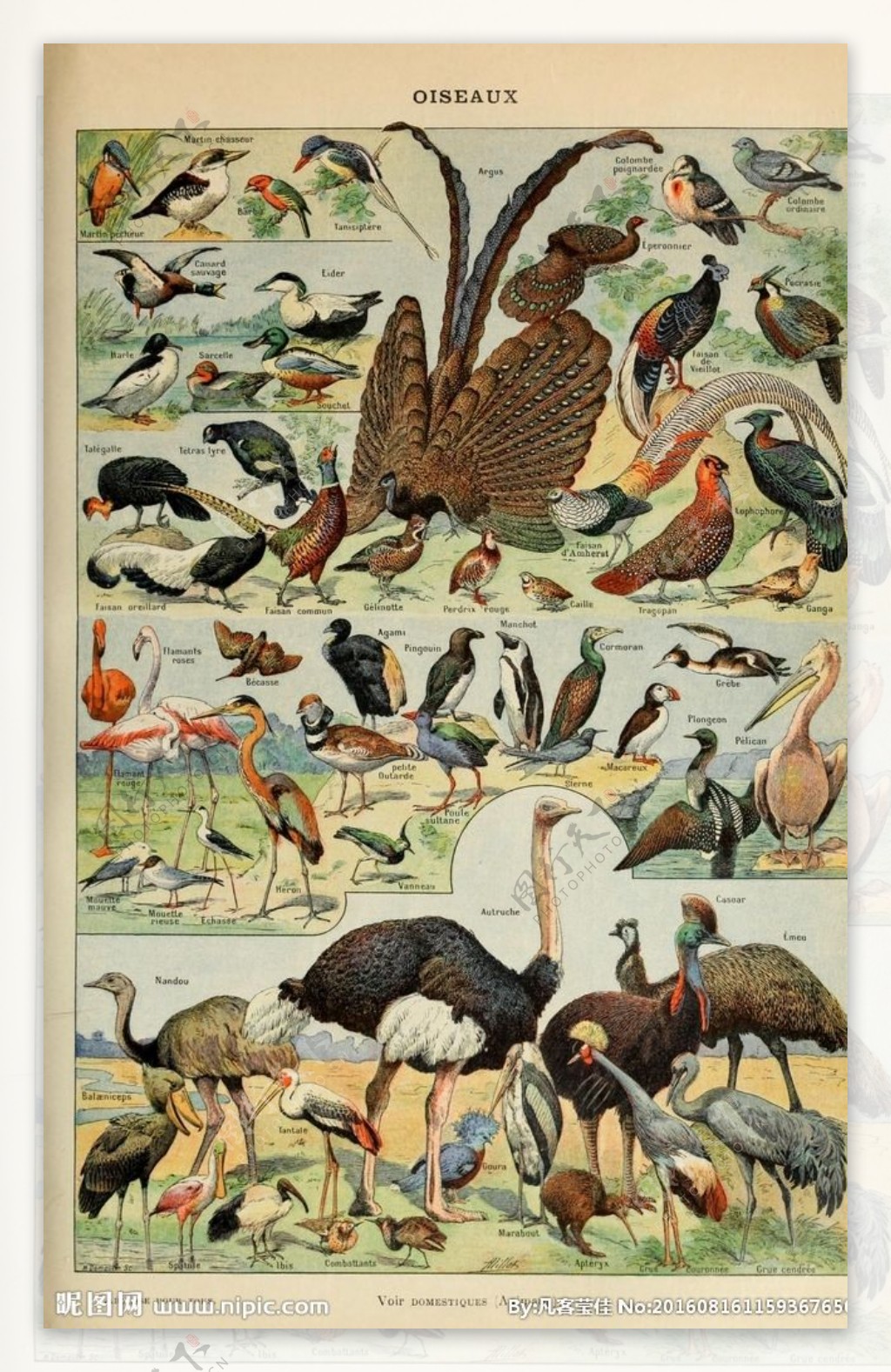 鸟类动物素材图