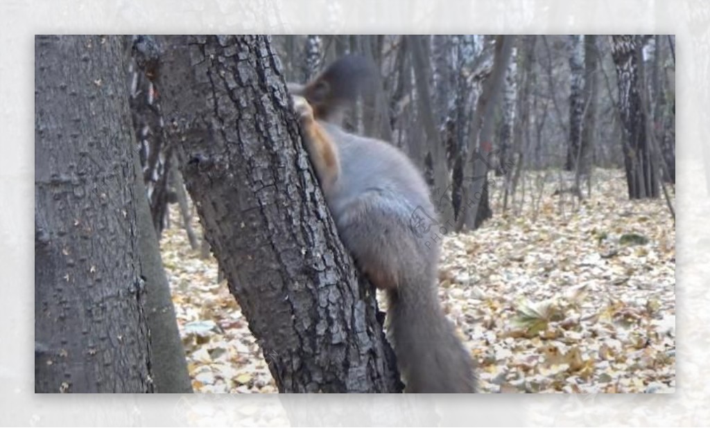 实拍树枝上找食物的松鼠视频素材