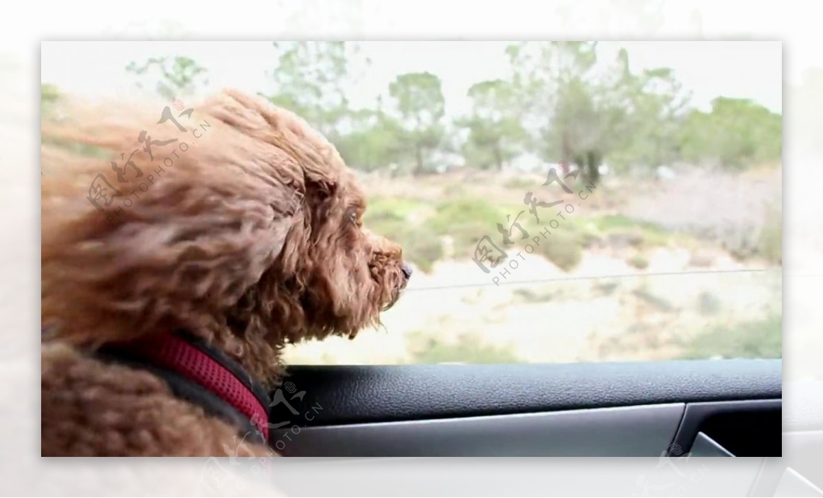 行驶在车上的宠物狗视频