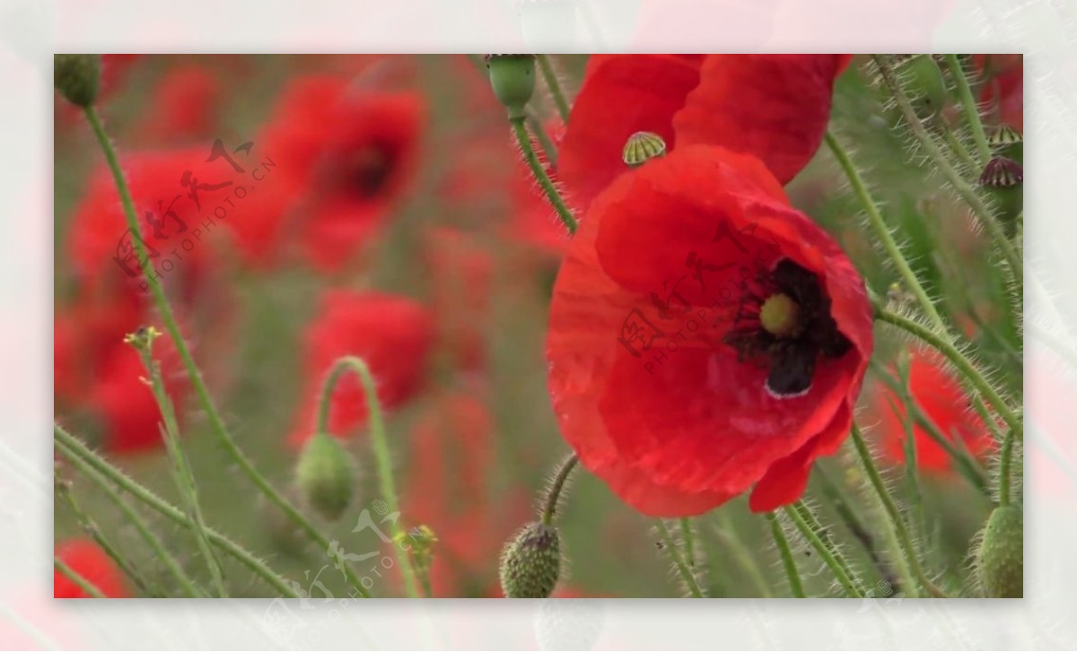 红色花卉视频背景